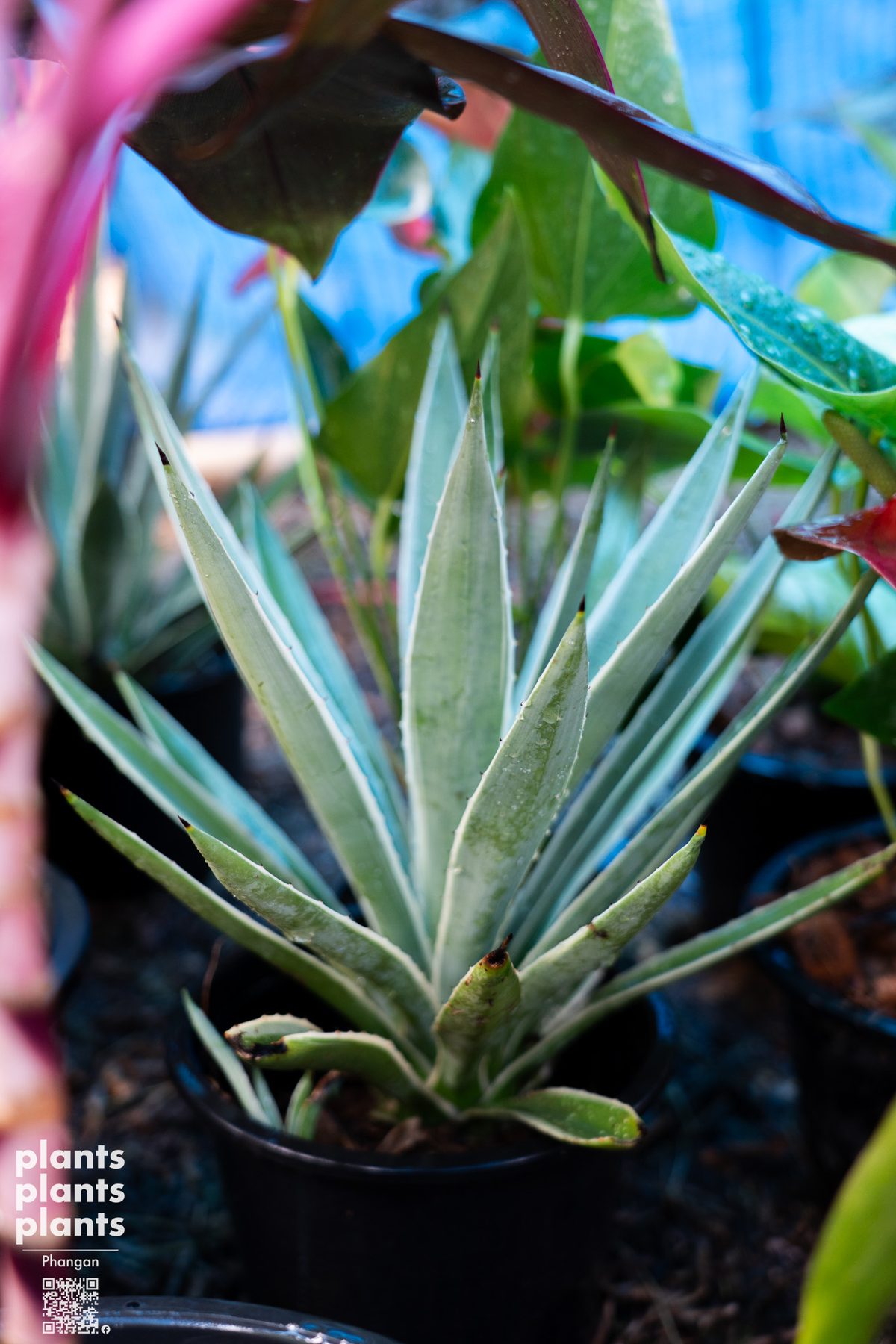 Agave Angustifolia