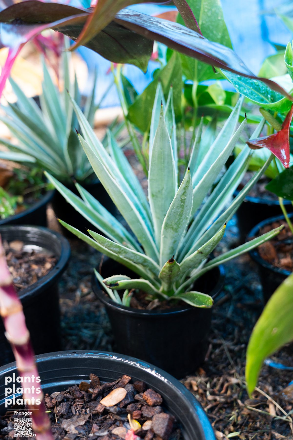 Agave Angustifolia