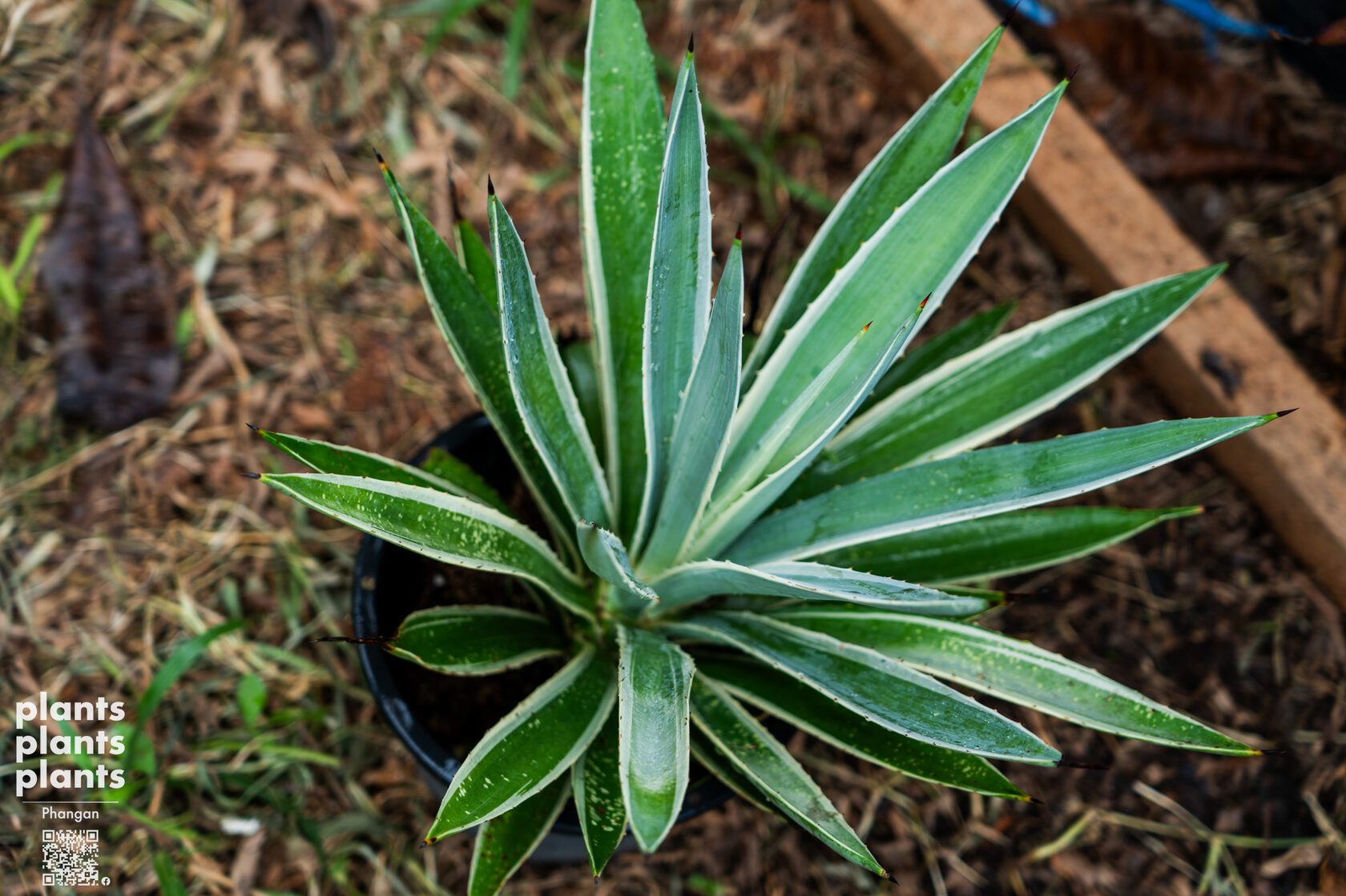 Agave Angustifolia
