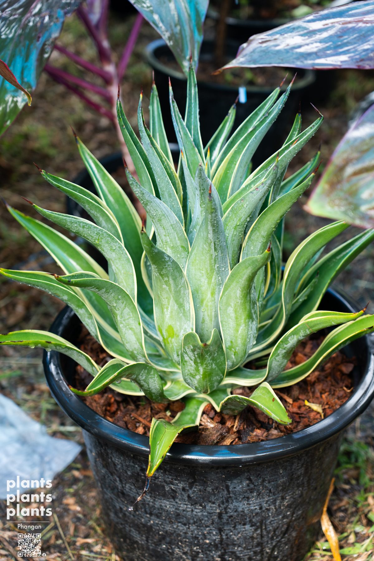 Agave Quicksilver