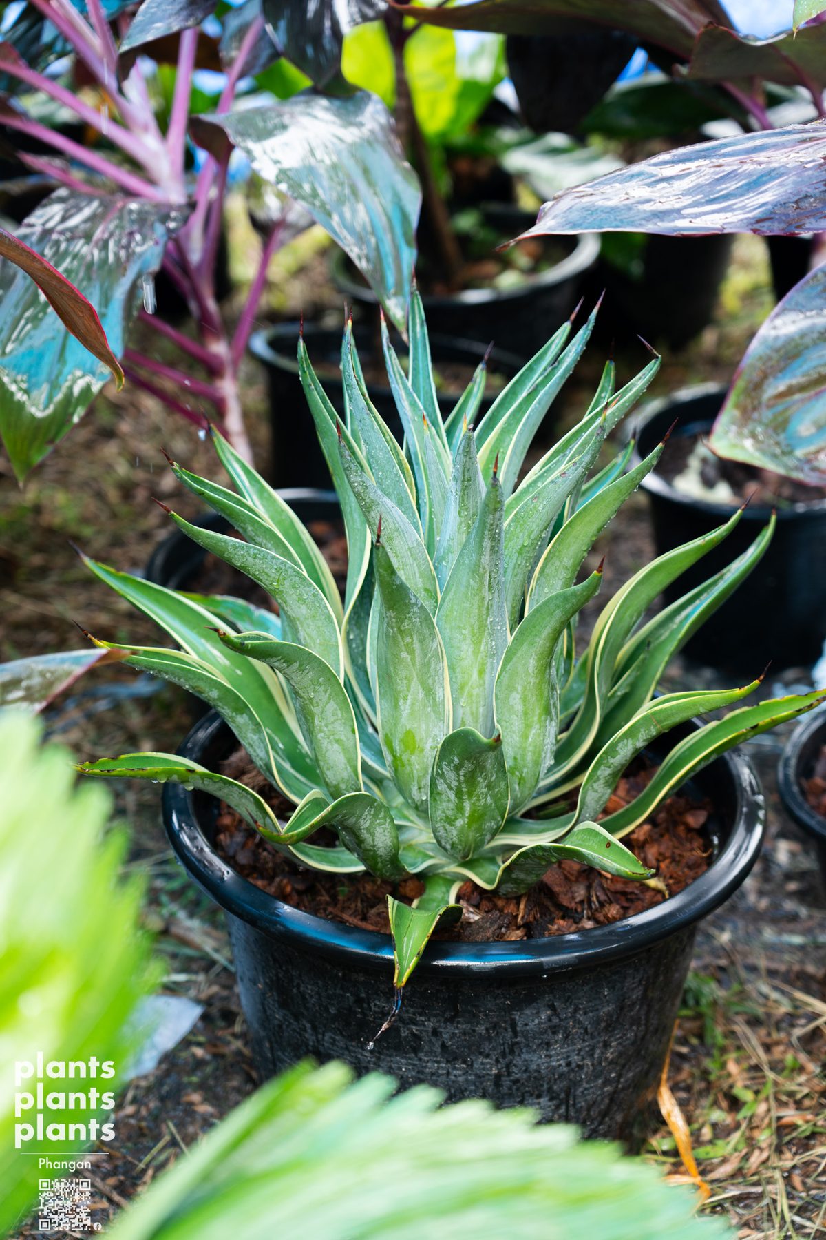 Agave Quicksilver