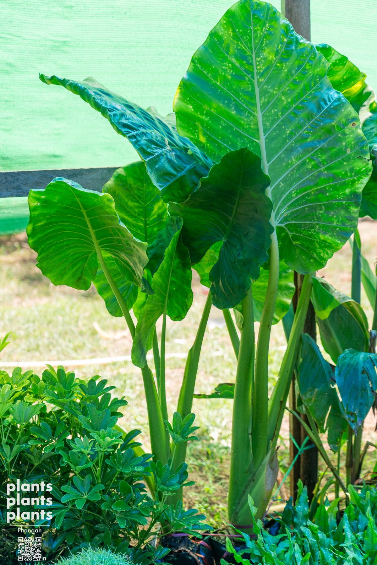 Alocasia