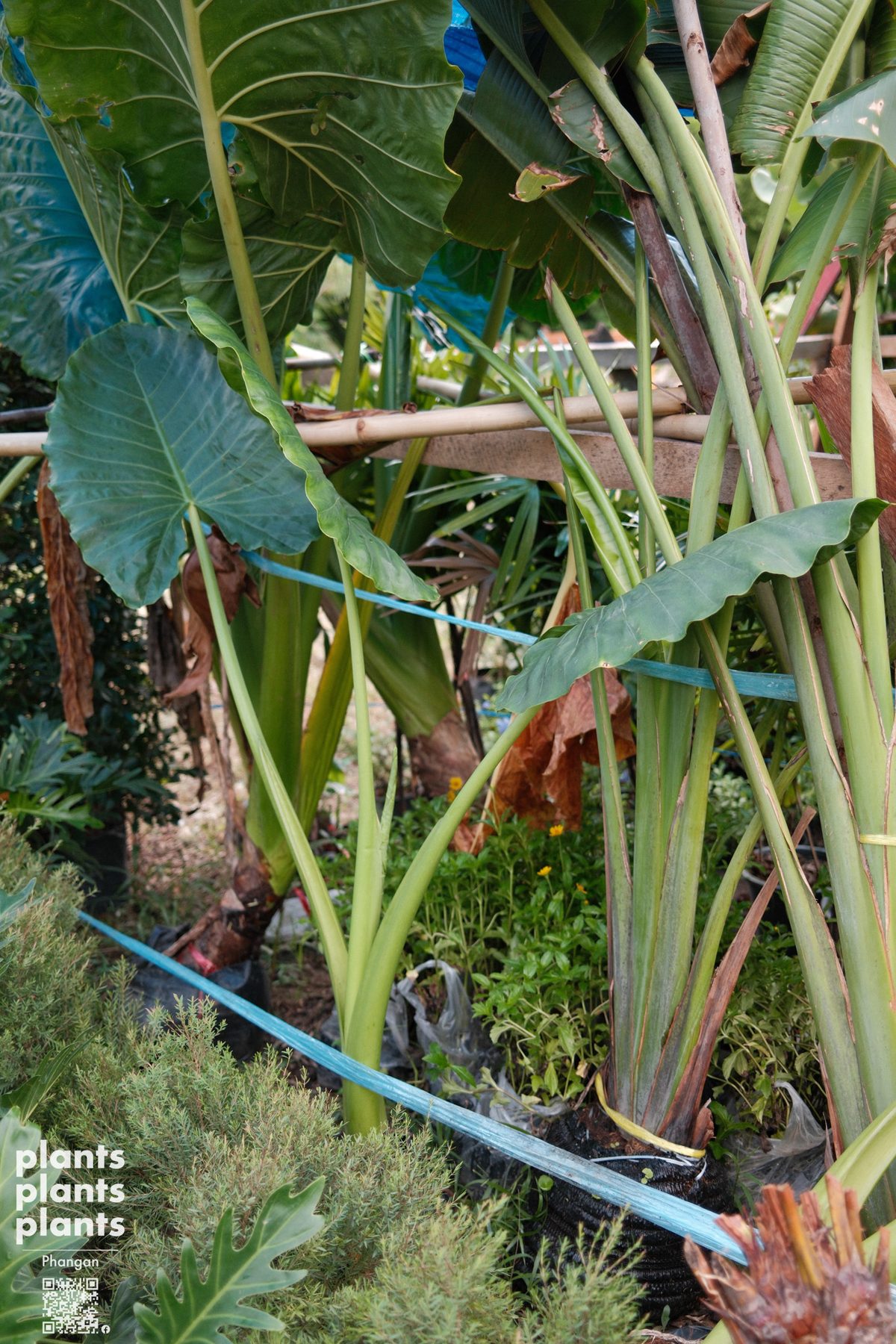 Alocasia