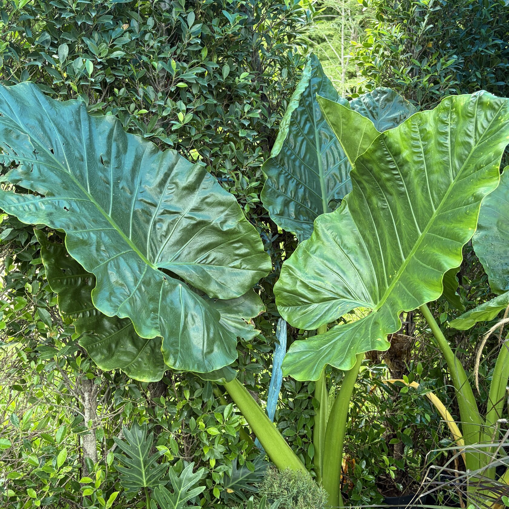Alocasia
