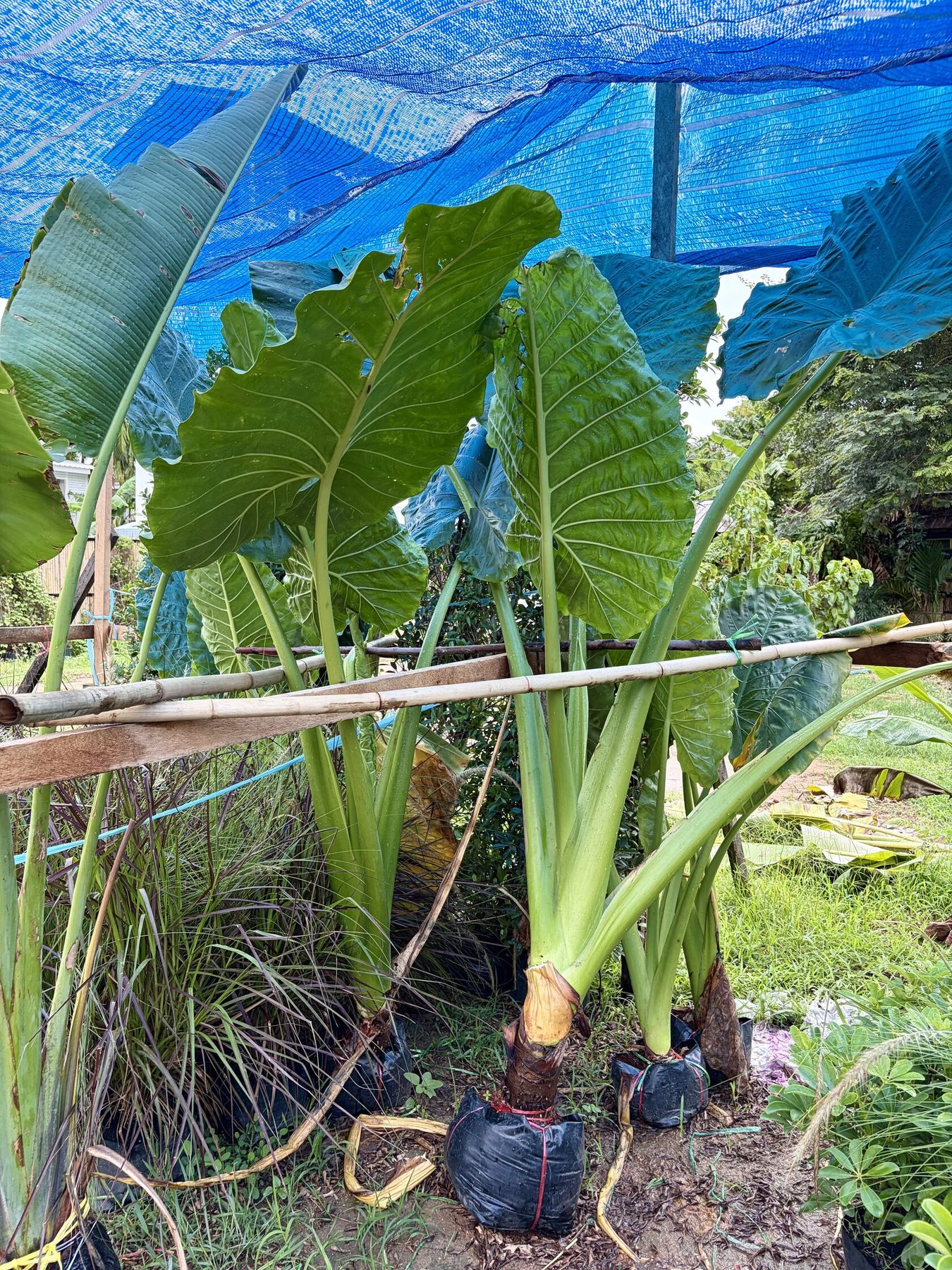 Alocasia
