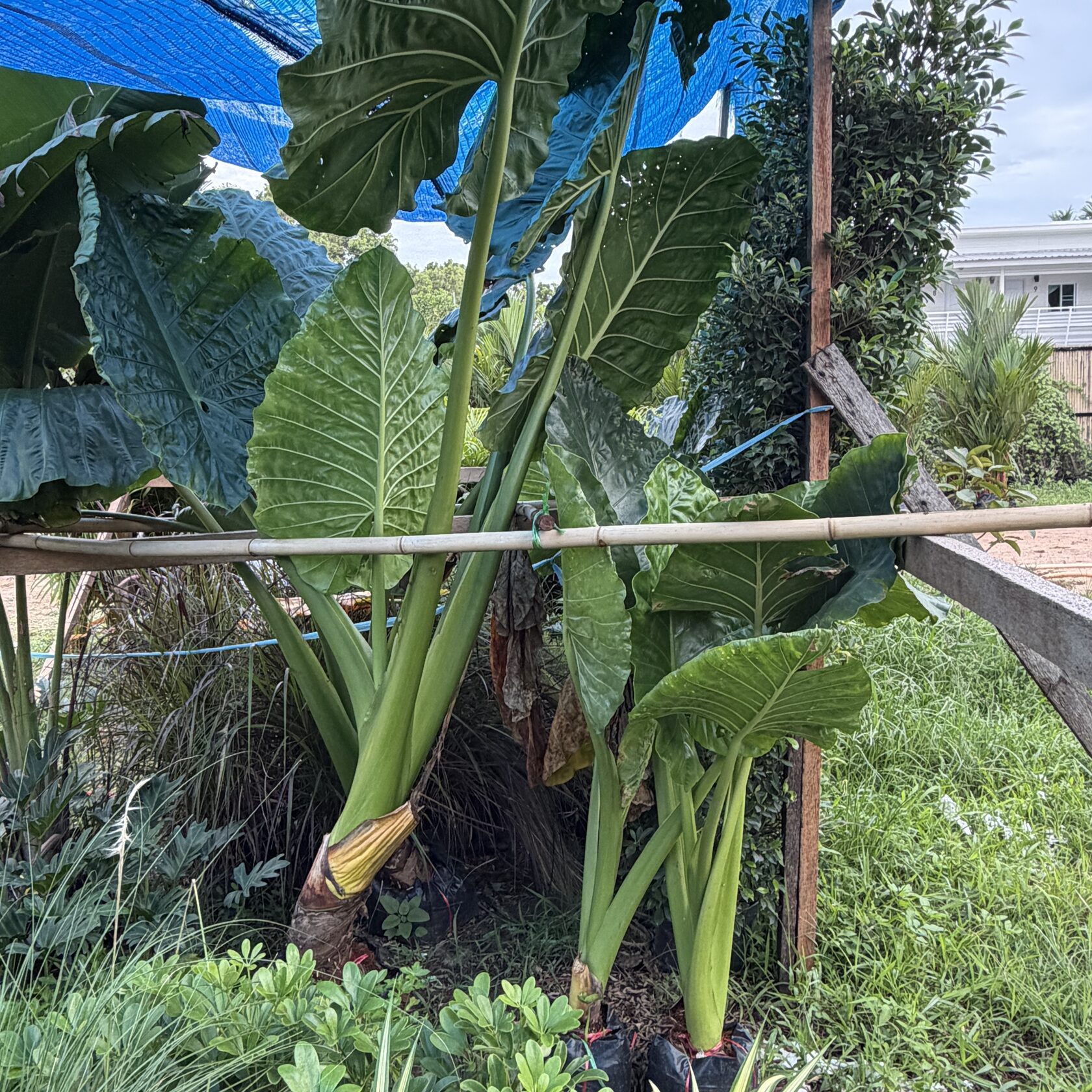 Alocasia