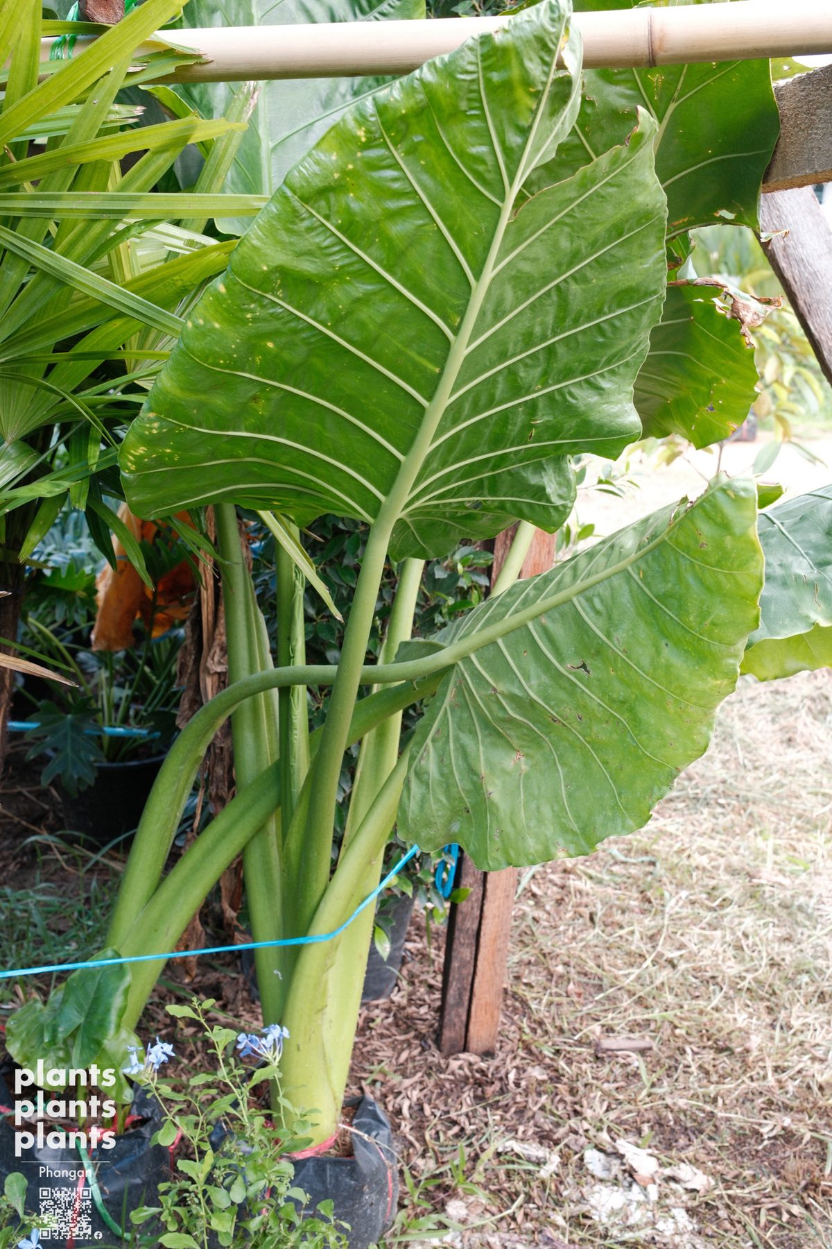 Alocasia