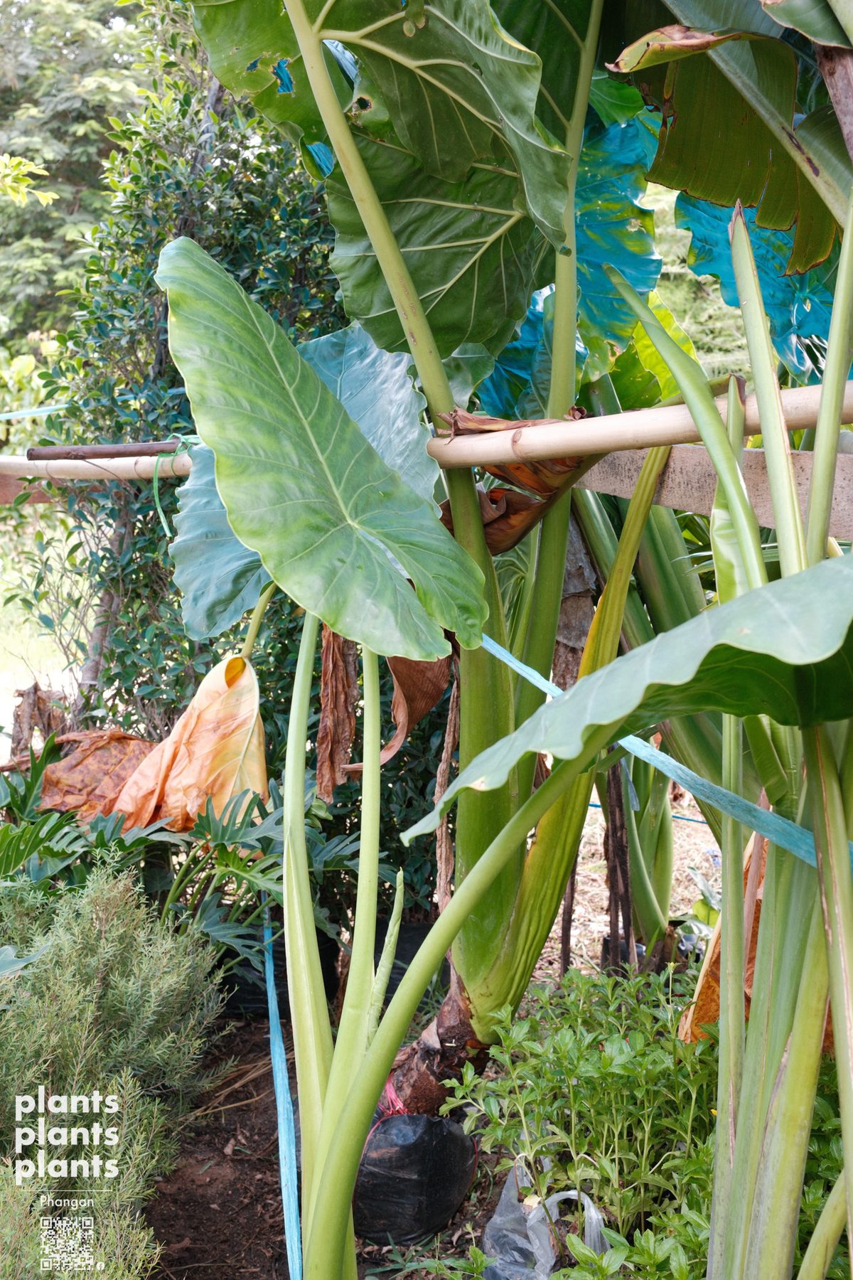 Alocasia
