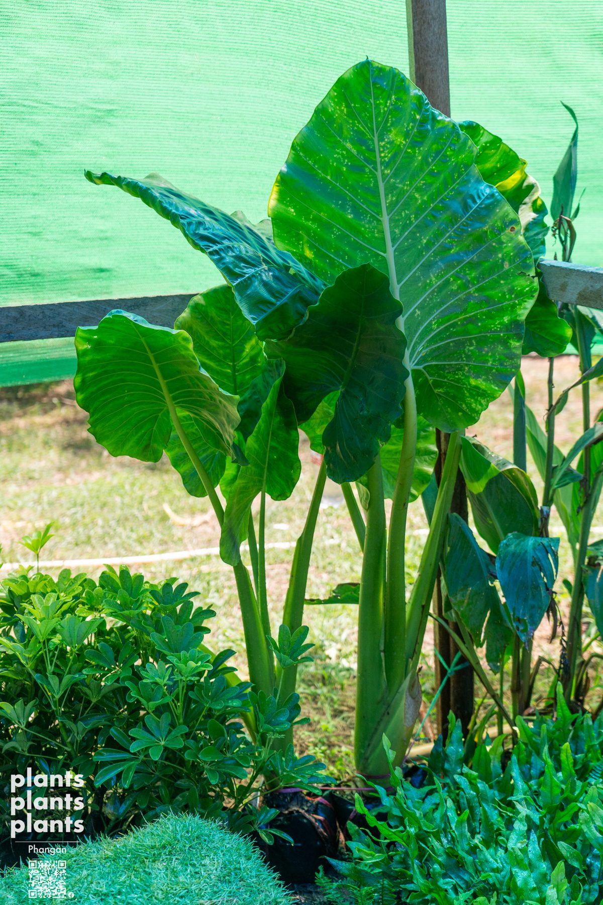 Alocasia