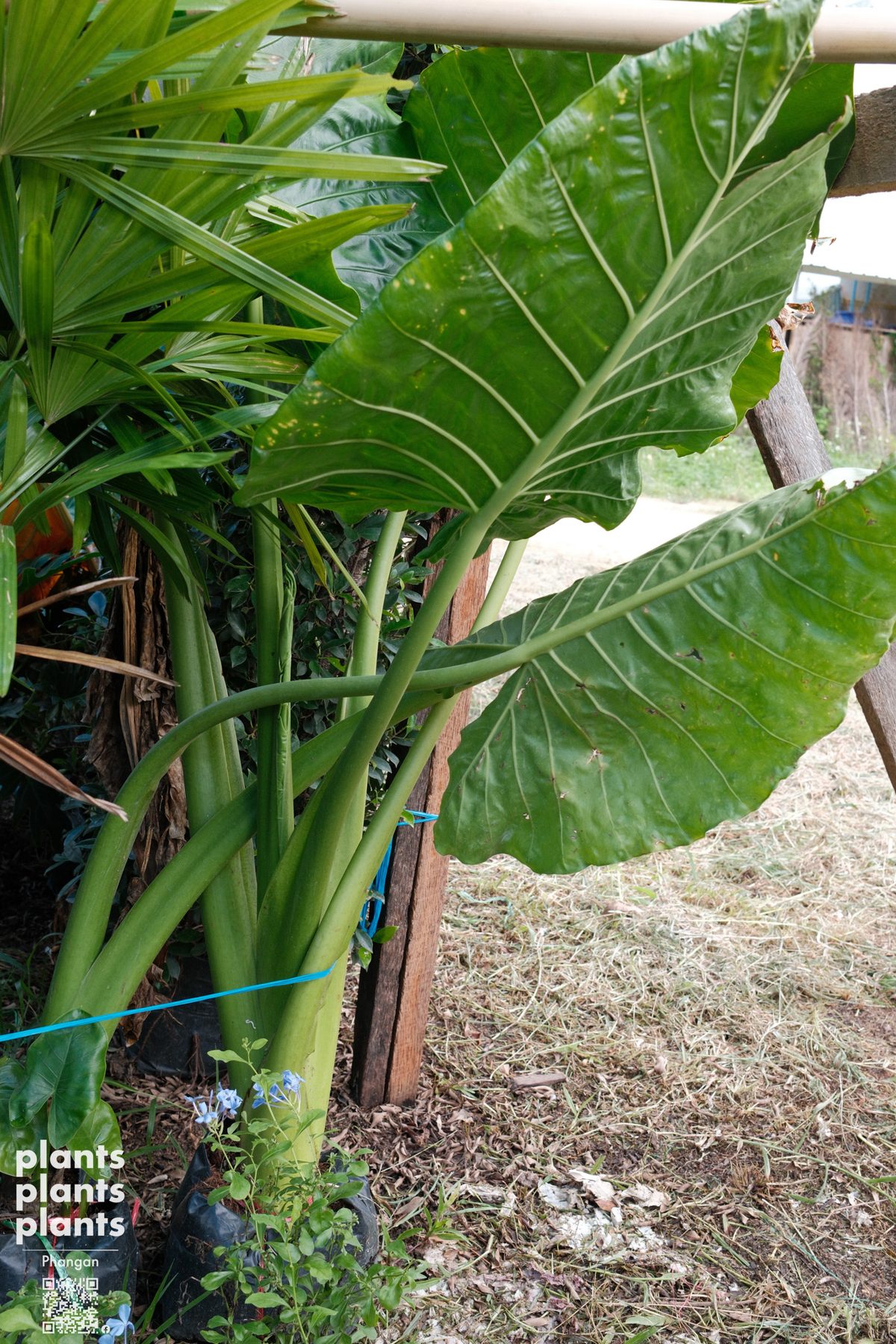Alocasia