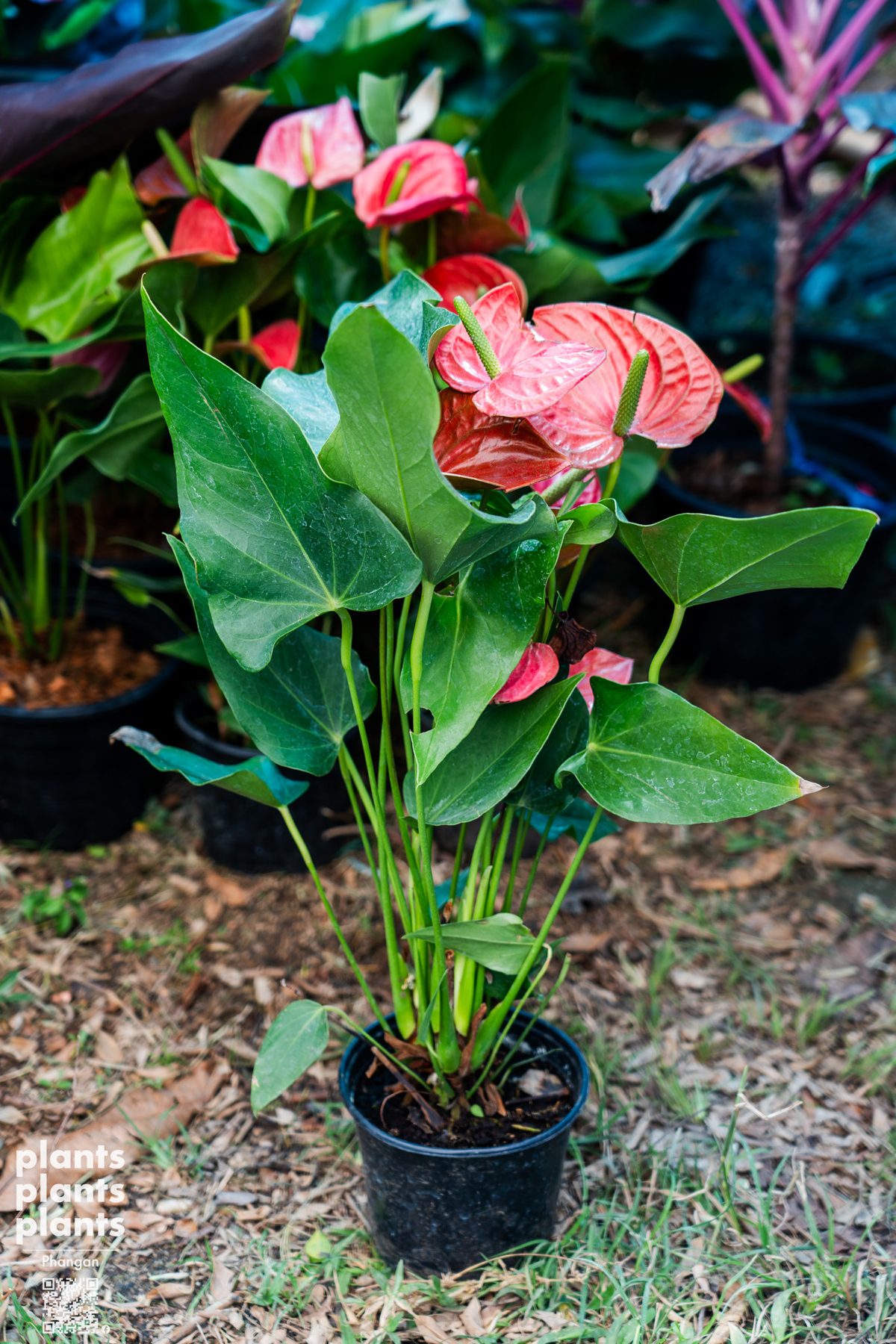 Anthurium