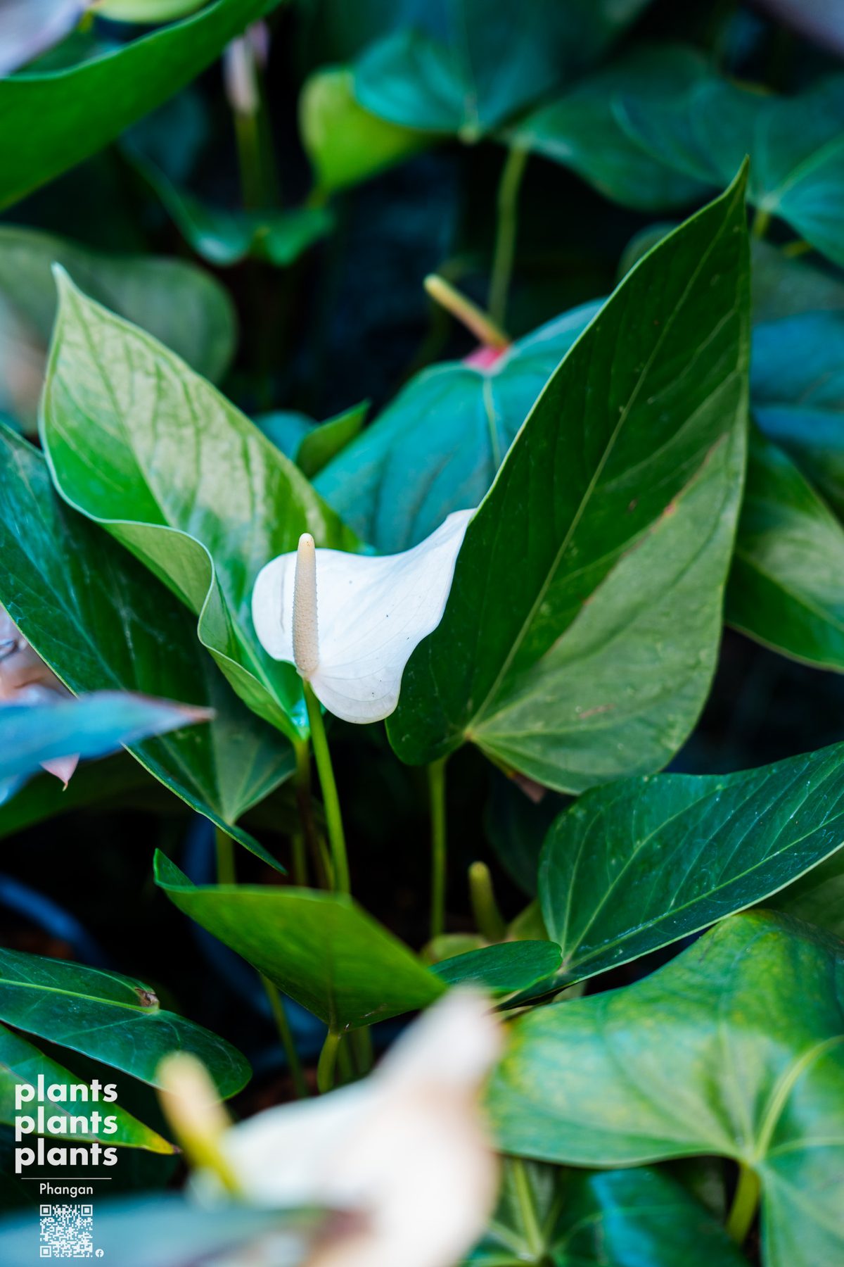 Anthurium