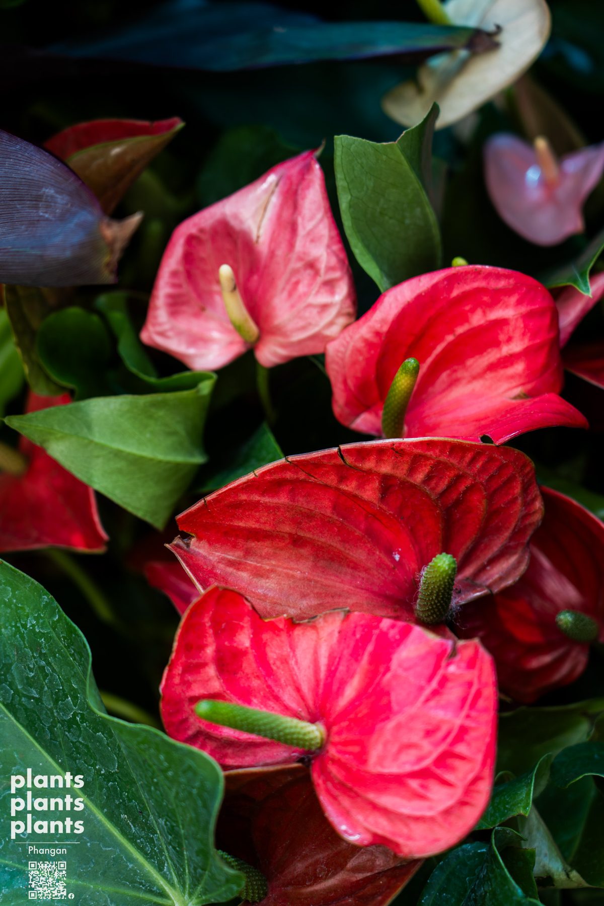 Anthurium