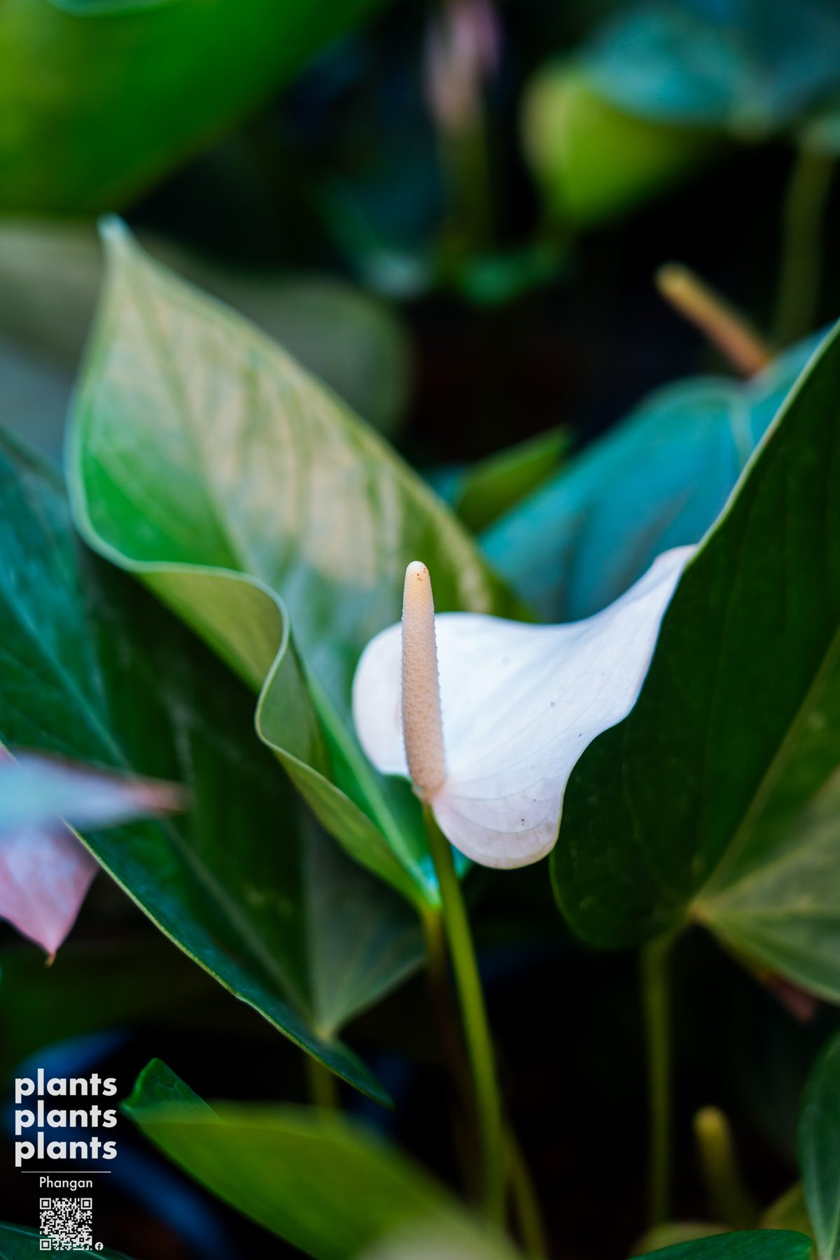 Anthurium
