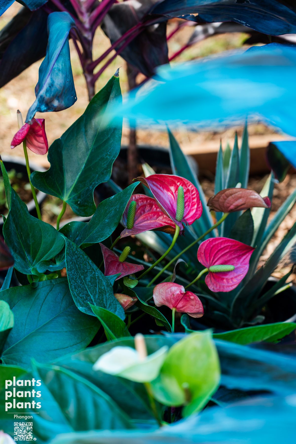 Anthurium