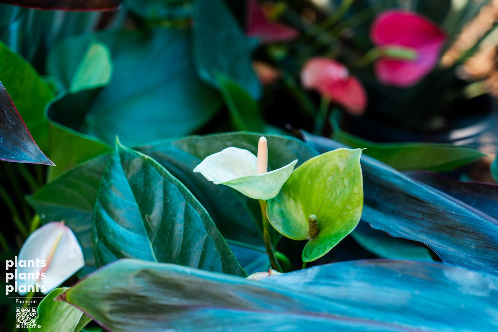 Anthurium