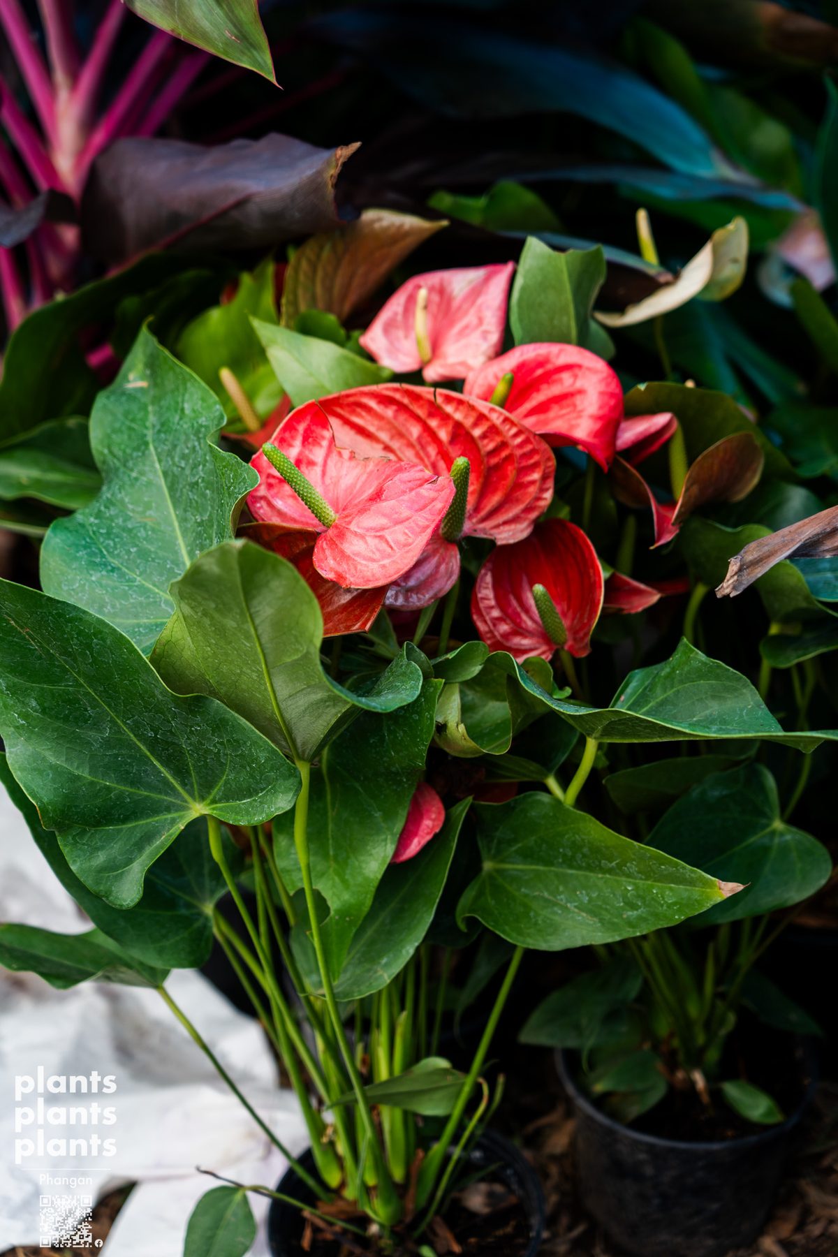 Anthurium