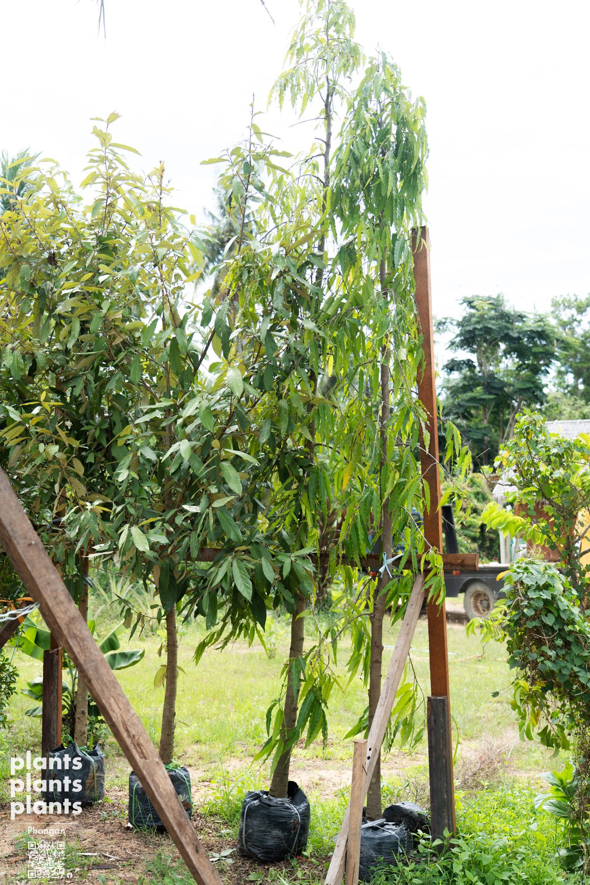 Ashoka tree 3-3.5m