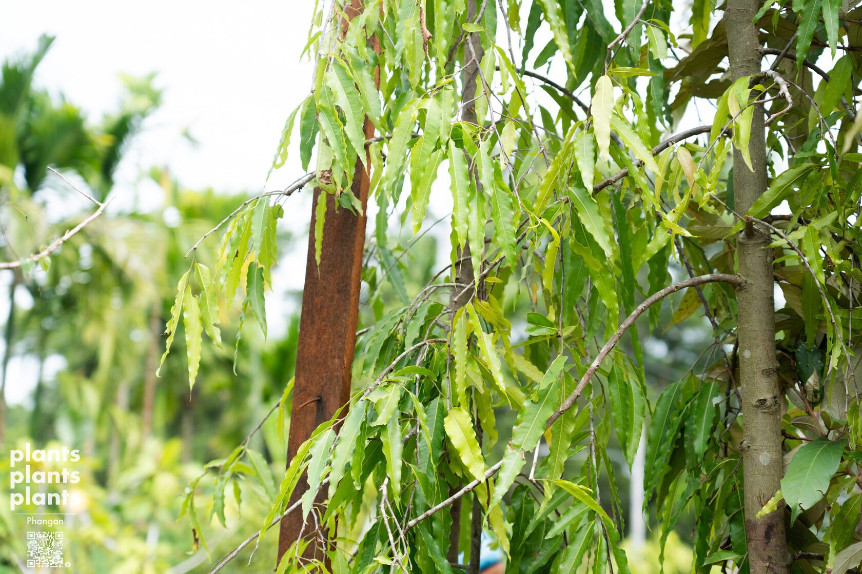 Ashoka tree 3-3.5m