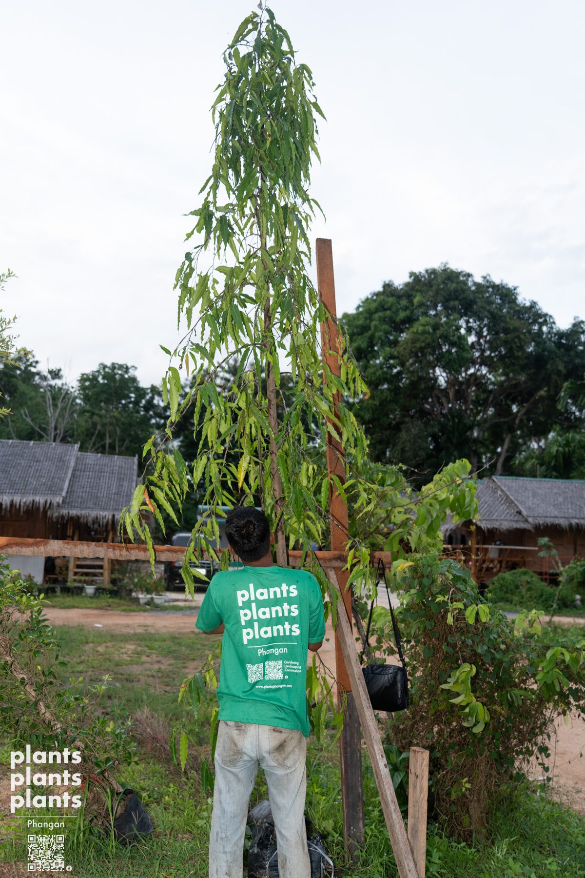 Ashoka tree 3-3.5m