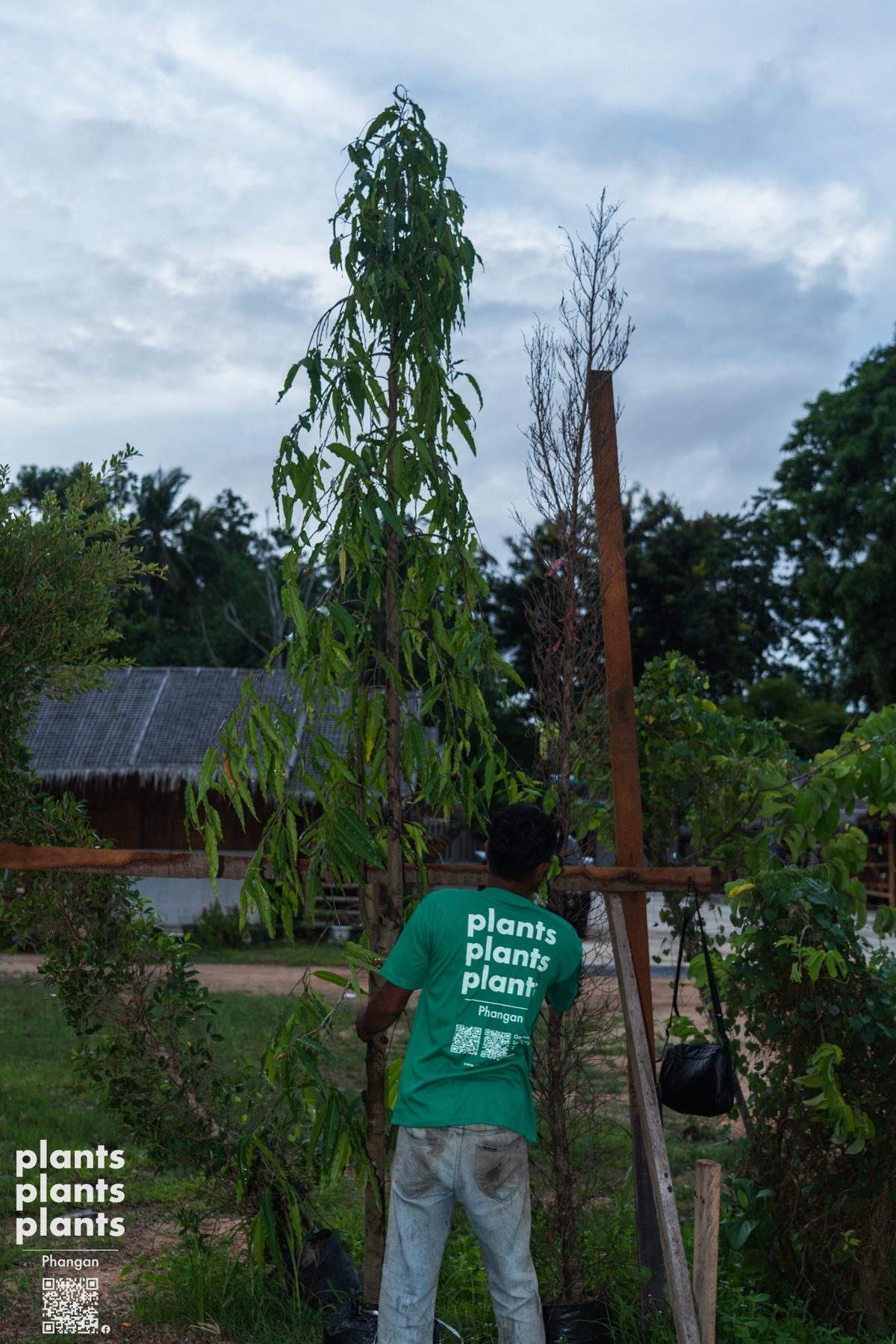 Ashoka tree 3-3.5m