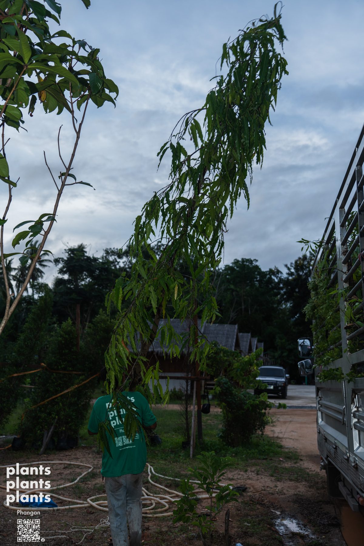 Ashoka tree 3-3.5m