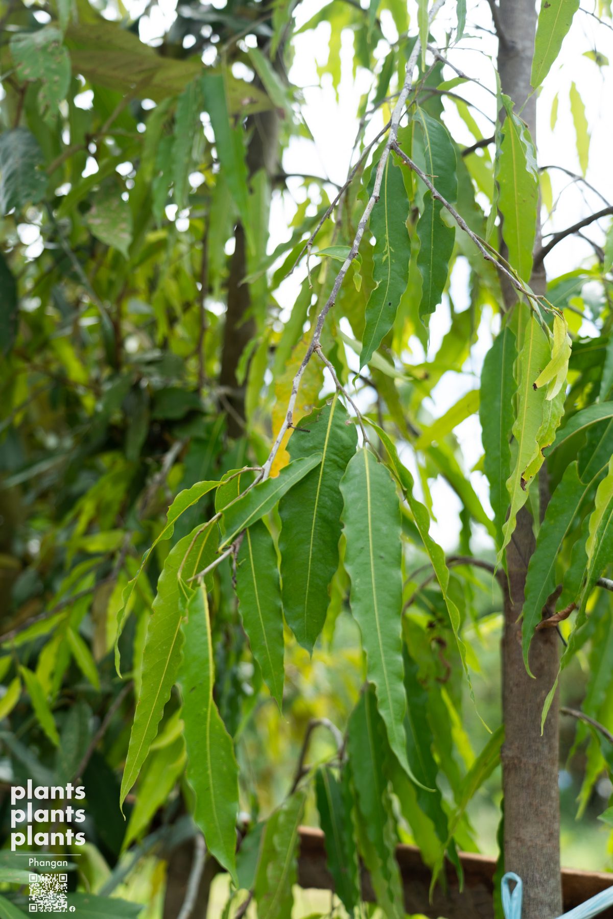 Ashoka tree 3-3.5m