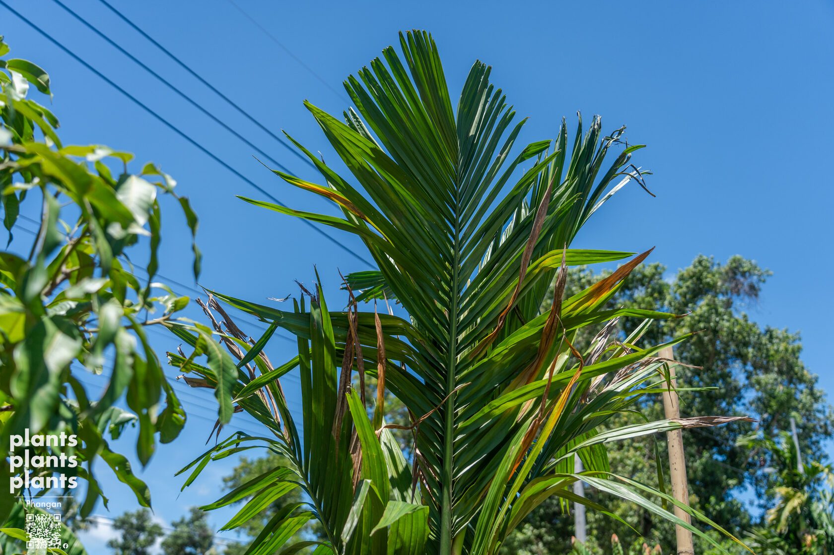 Betel palm (3m)