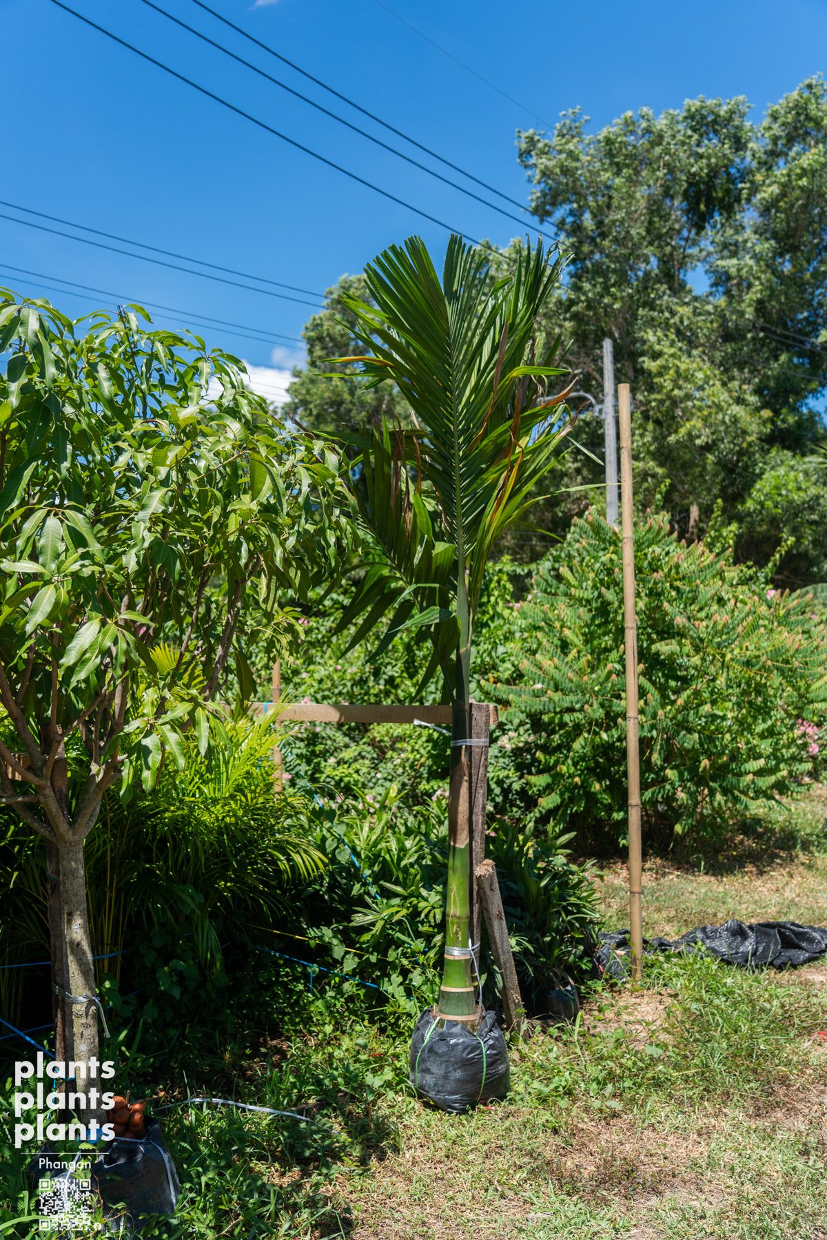 Betel palm (3m)