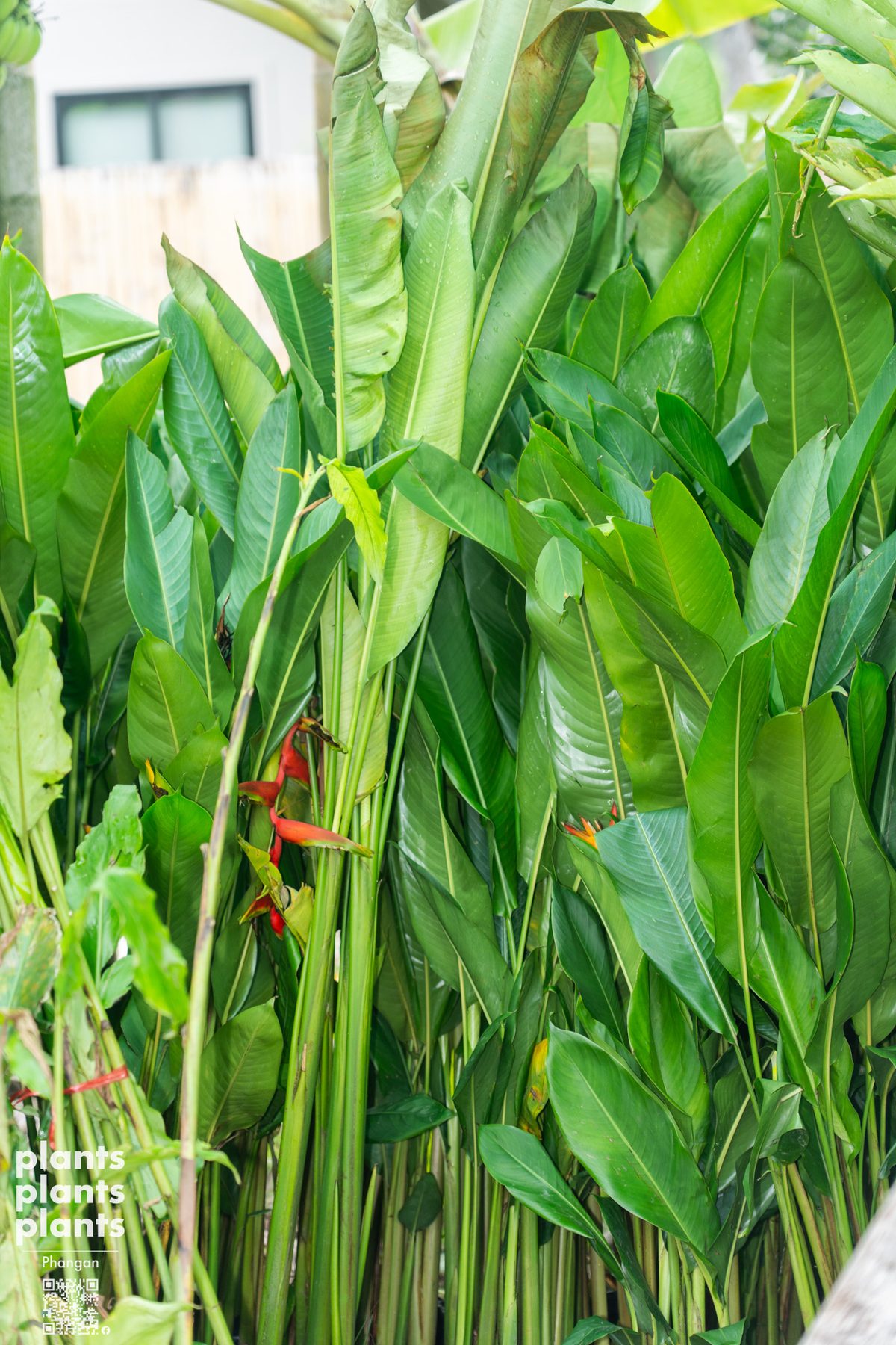 Bird of Paradise