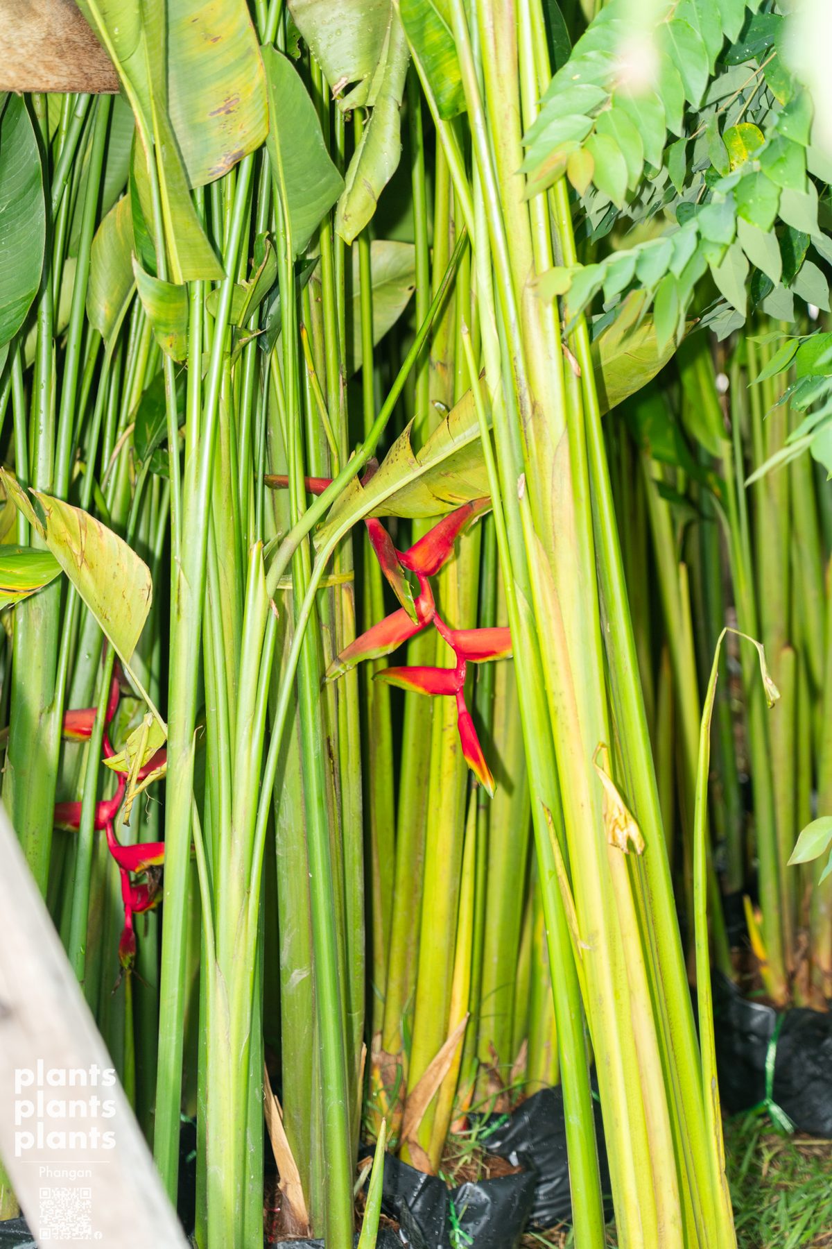 Bird of Paradise