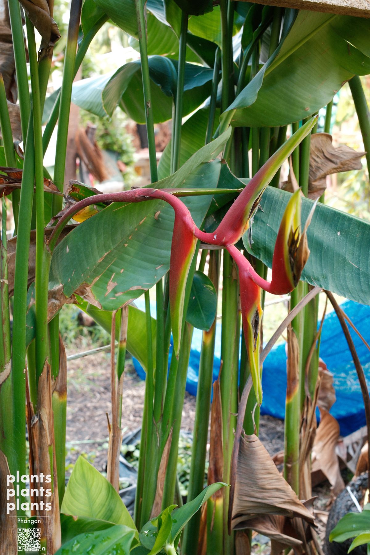 Bird of Paradise