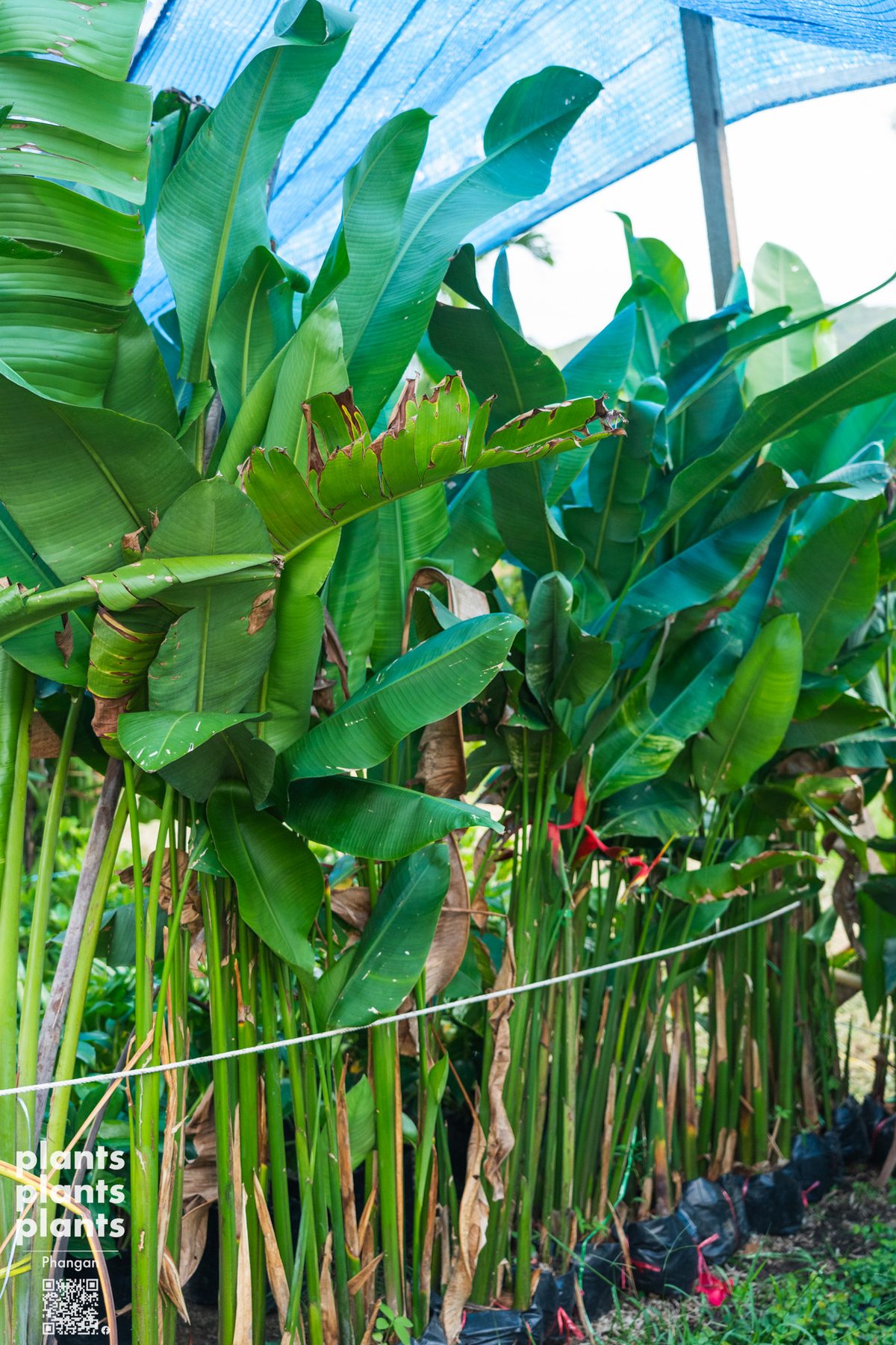 Bird of Paradise