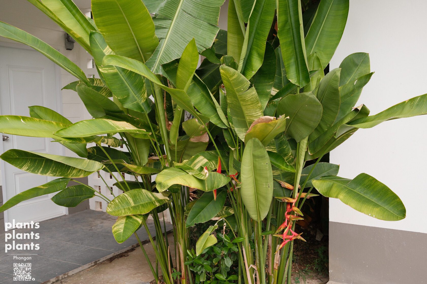 Bird of Paradise