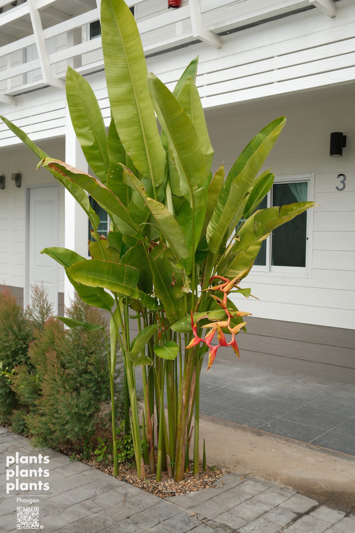 Bird of Paradise
