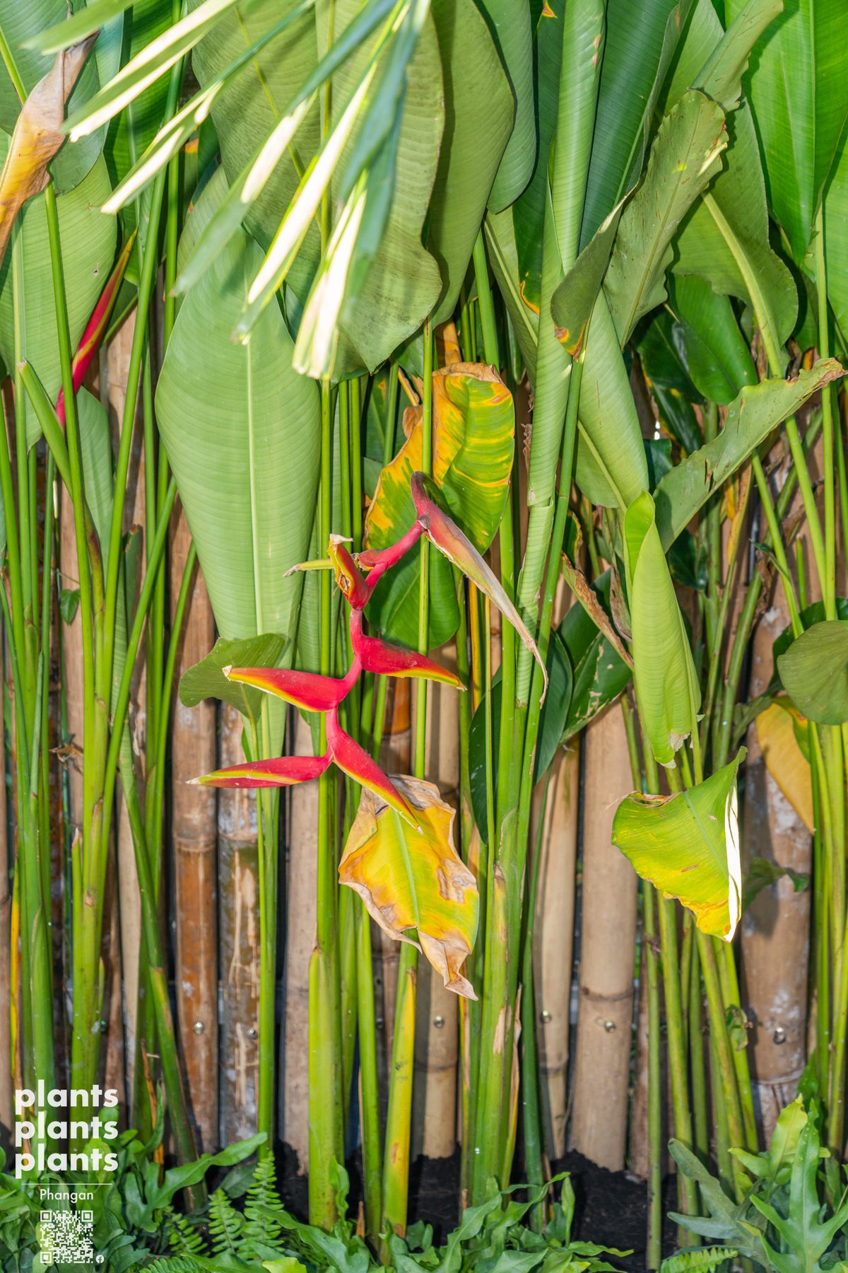 Bird of Paradise