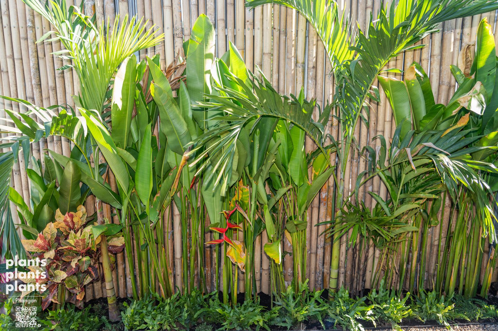 Bird of Paradise
