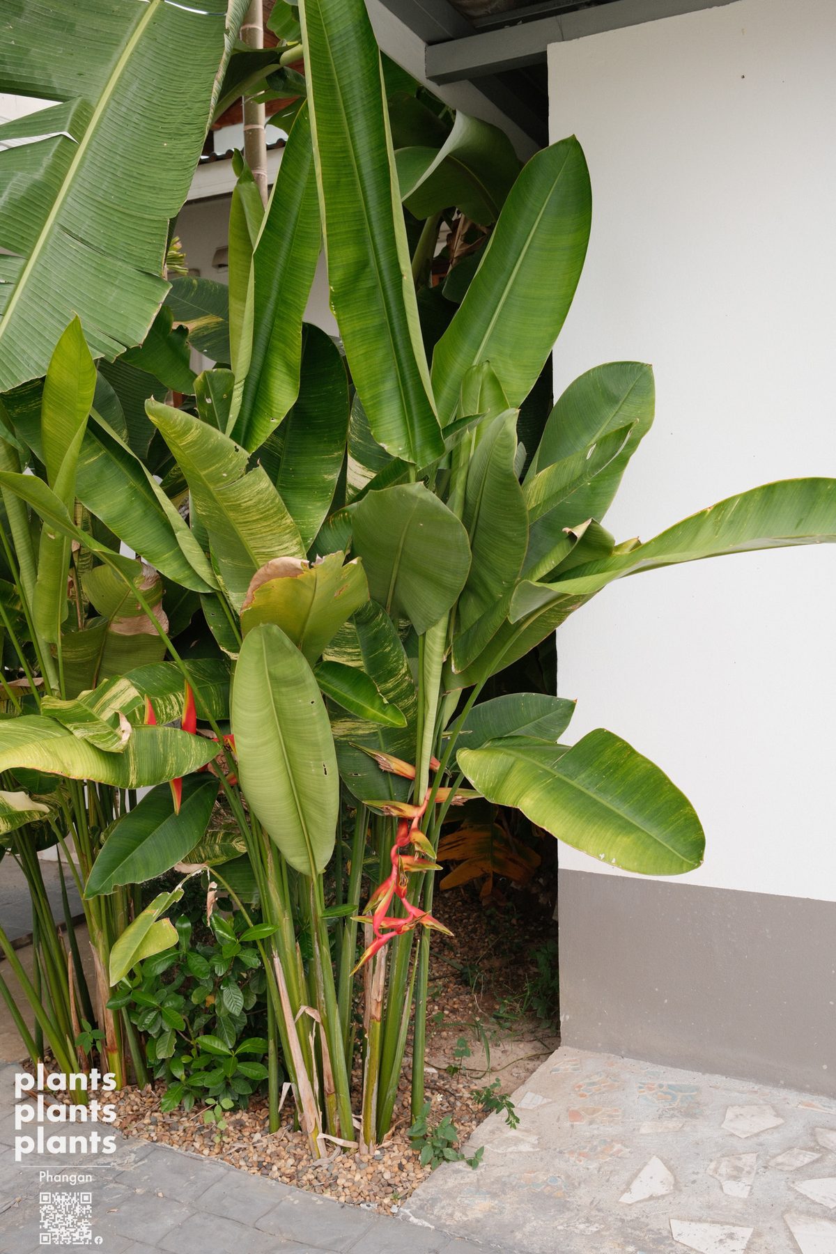 Bird of Paradise