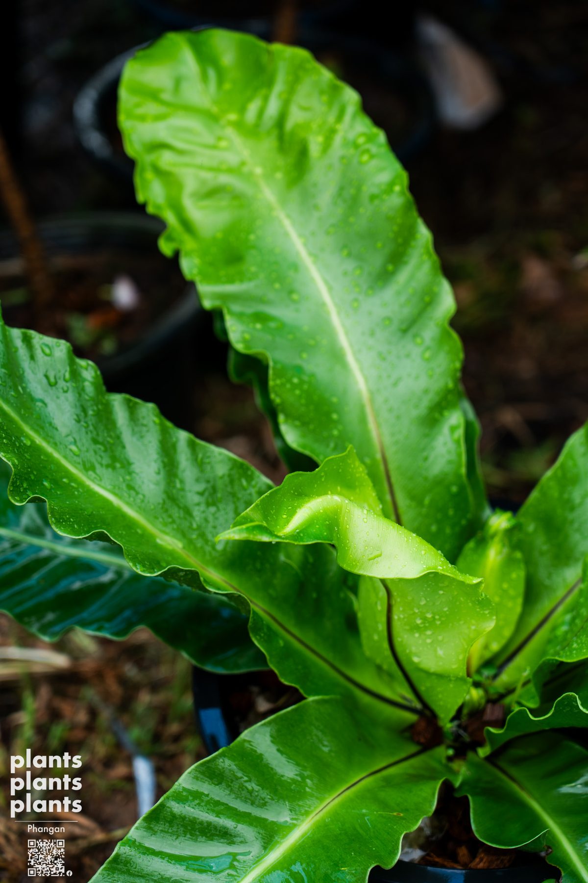 Bird's Nest Fern