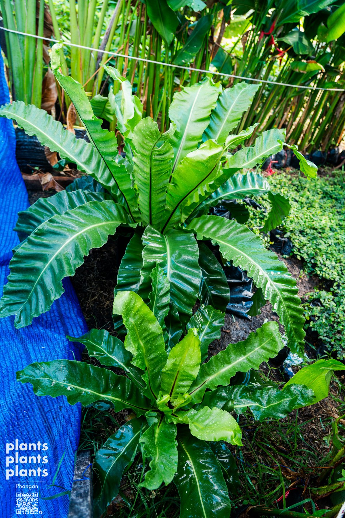 Bird's Nest Fern