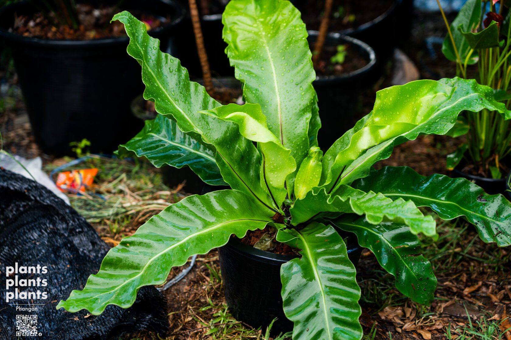 Bird's Nest Fern