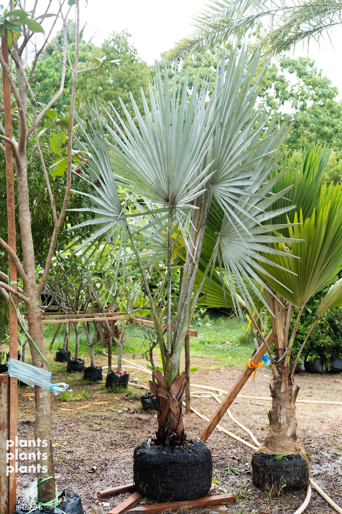 Bismarck Palm