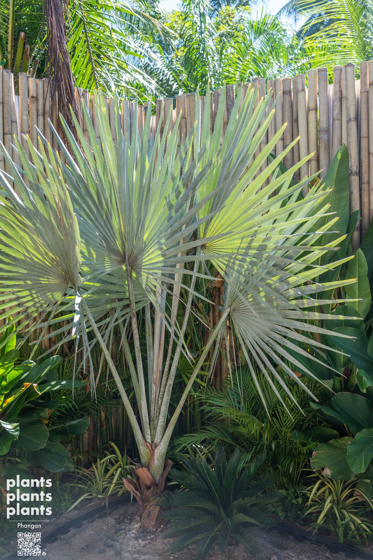 Bismarck Palm
