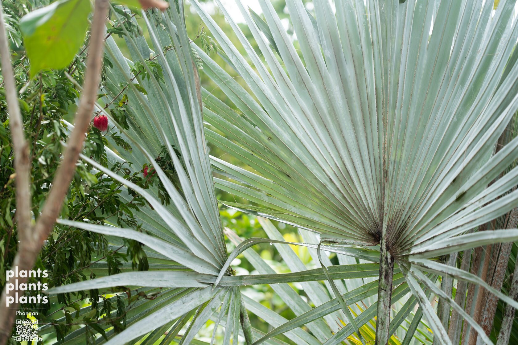 Bismarck Palm