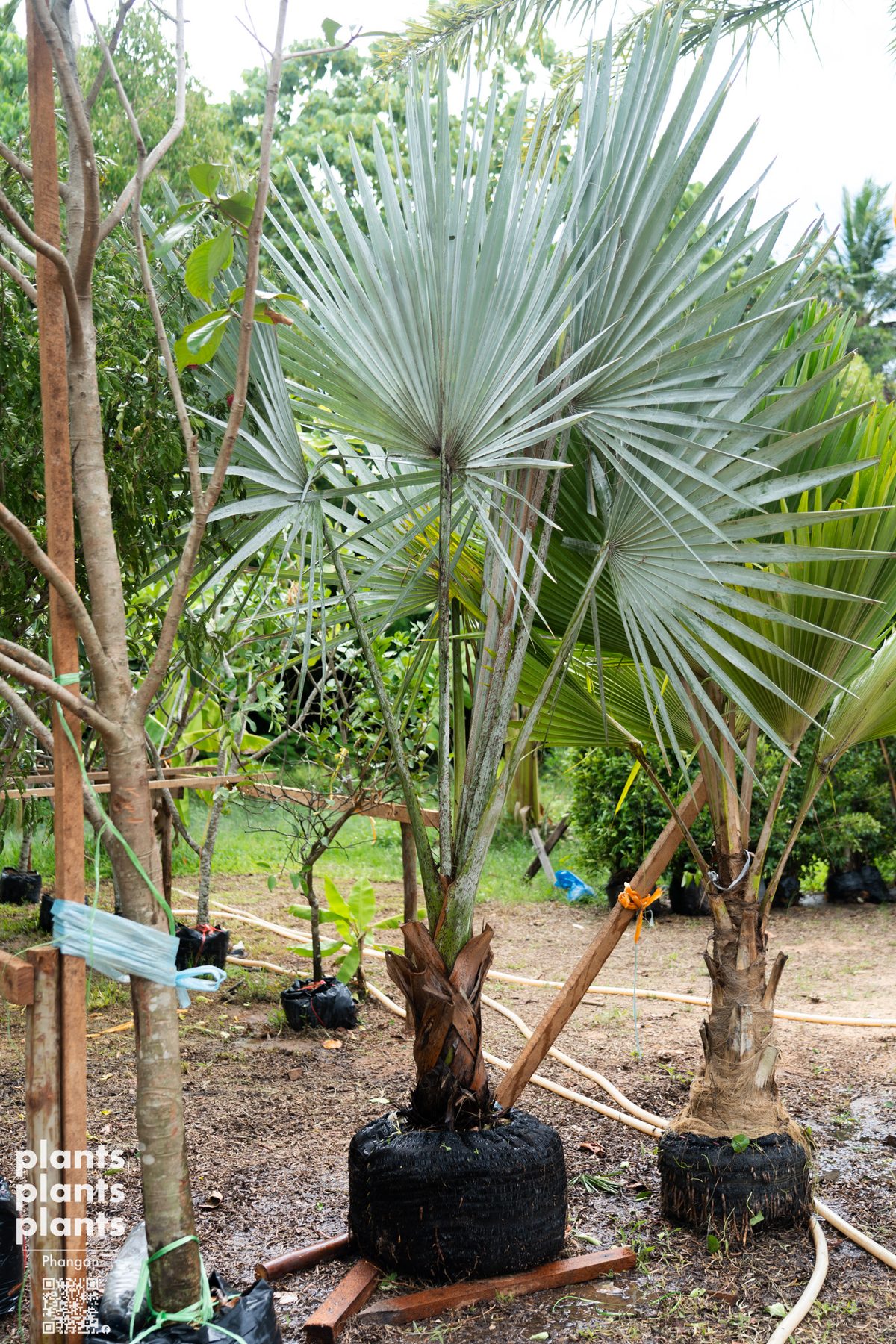 Bismarck Palm