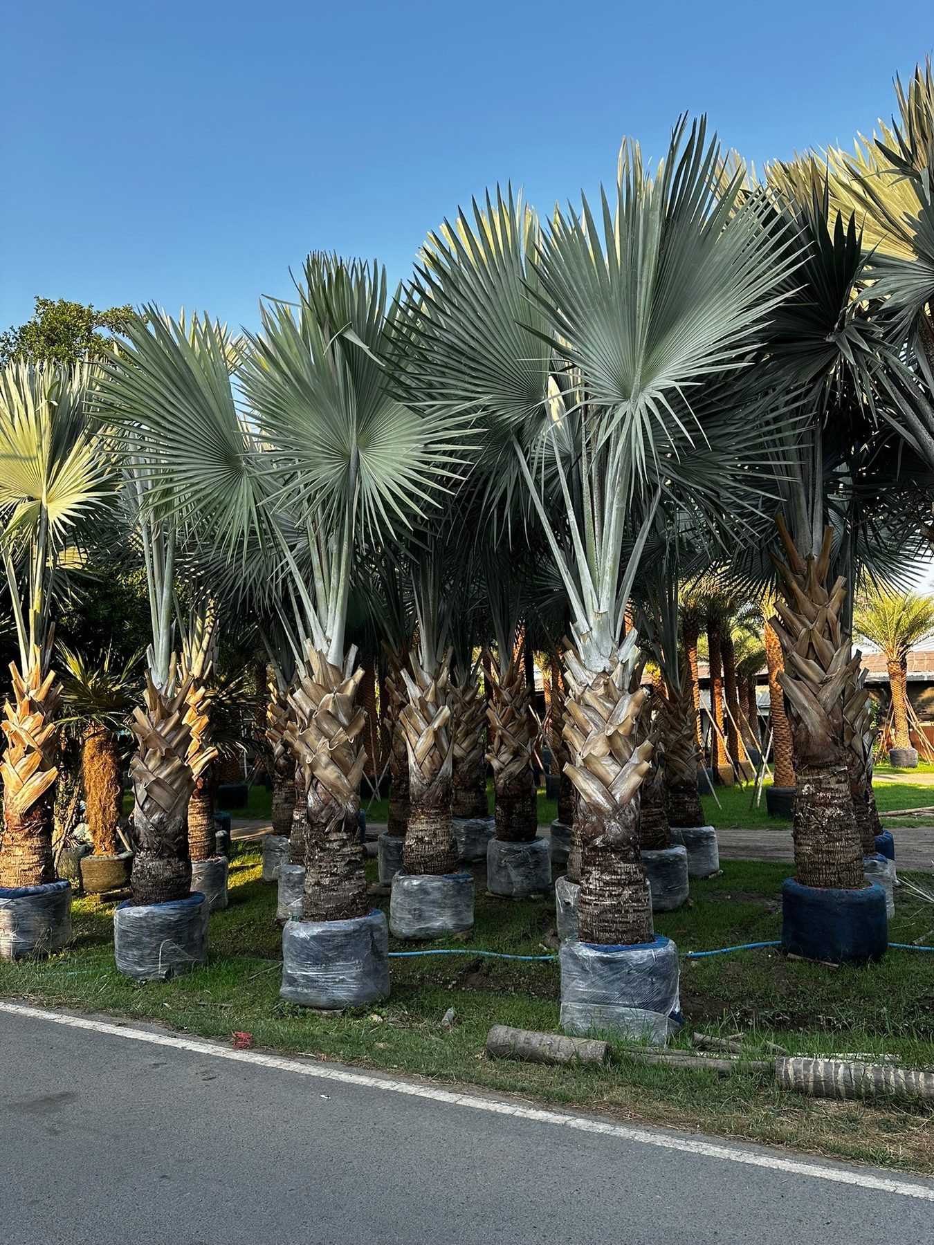 Bismarck Palm