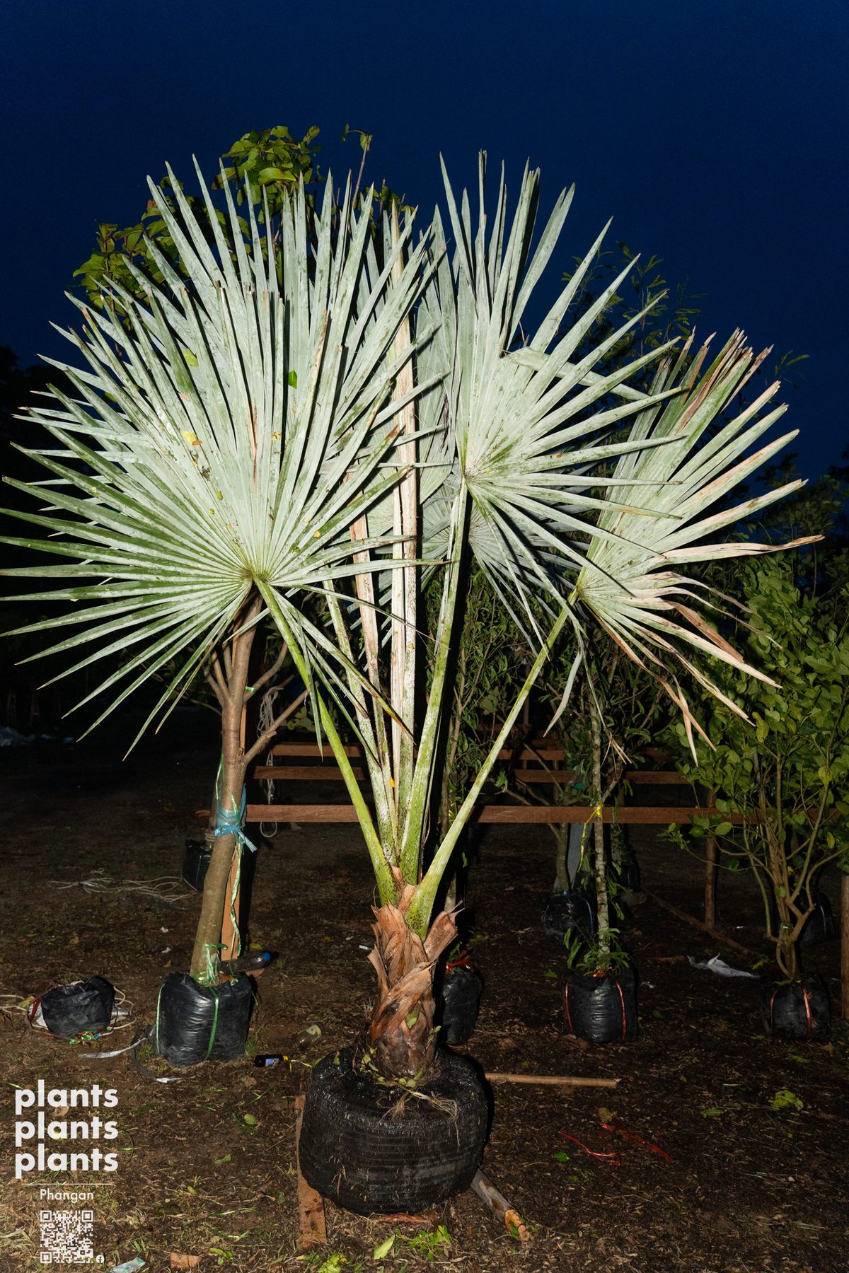 Bismarck Palm