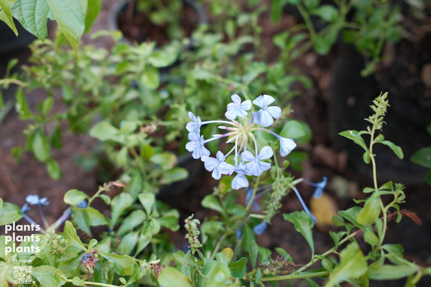 Blue Plumbago / Cape leadwort