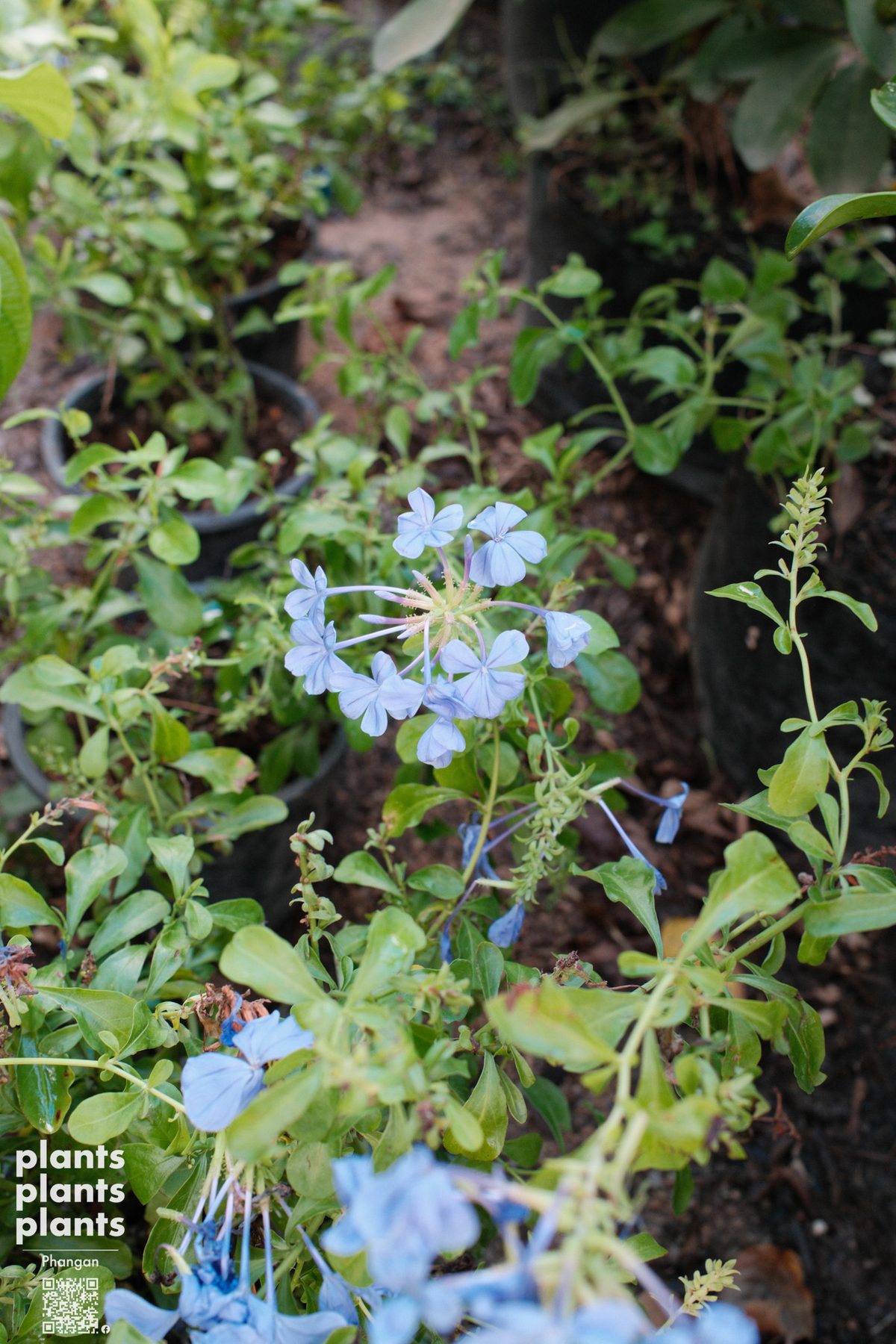 Blue Plumbago / Cape leadwort