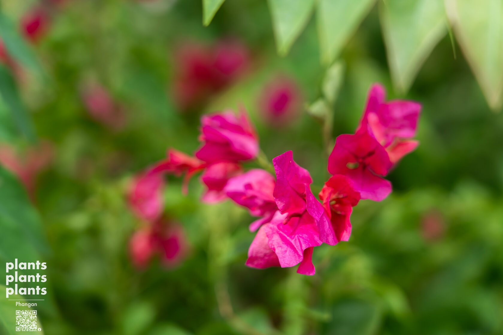 Bougainvillea